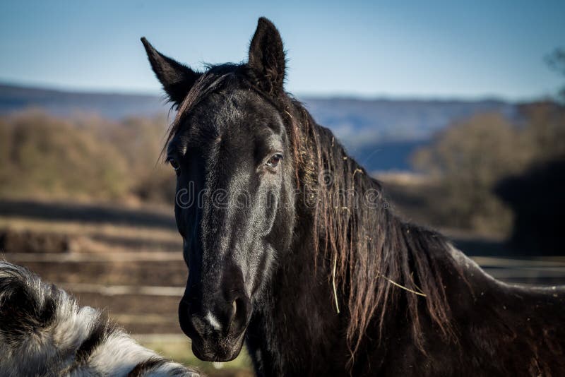 Mooi zwart paard met lang manenportret op de gebieden stock afbeeldingen Mooi zwart paard met lang manenportret op de gebieden stock afbeeldingen