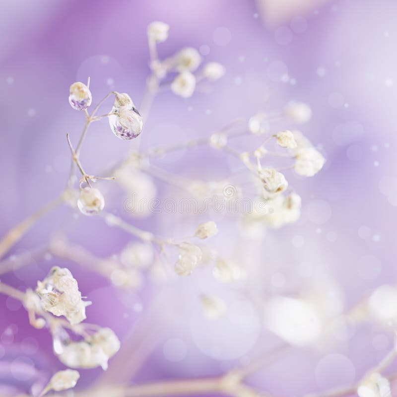 Mooie abstracte lichte en vage zachte achtergrond met bloem royalty-vrije stock foto's Mooie abstracte lichte en vage zachte achtergrond met bloem royalty-vrije stock foto's