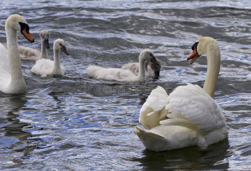 Mooie achtergrond met de zwanen met de kuikens stock fotografie Mooie achtergrond met de zwanen met de kuikens stock fotografie