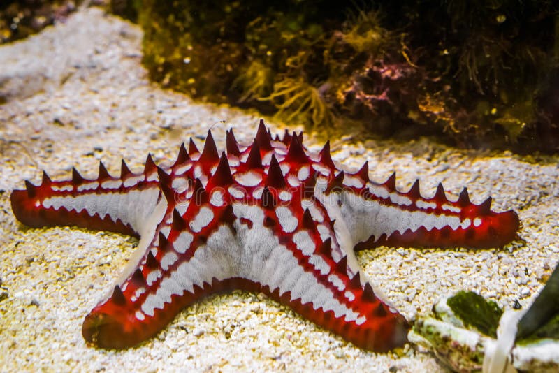 Mooie Afrikaanse rode knop overzeese ster in close-up, tropische zeesterspecie van de indo-vreedzame oceaan stock foto's Mooie Afrikaanse rode knop overzeese ster in close-up, tropische zeesterspecie van de indo-vreedzame oceaan stock foto's