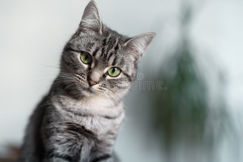 Mooie Amerikaanse Shorthair-kat met groene ogen royalty-vrije stock fotografie Mooie Amerikaanse Shorthair-kat met groene ogen royalty-vrije stock fotografie