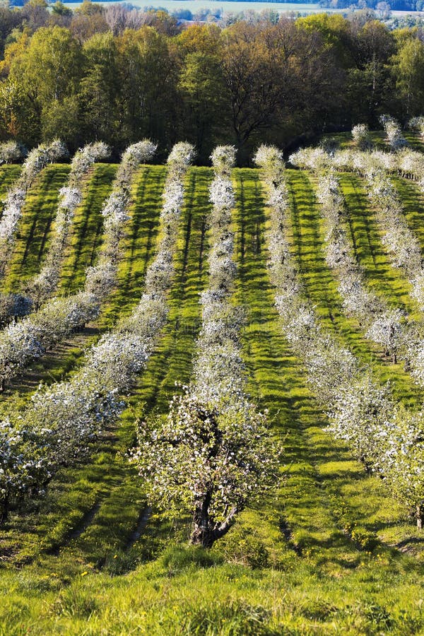 Beautiful apple orchard in a row at both sides. Beautiful apple orchard in a row at both sides.