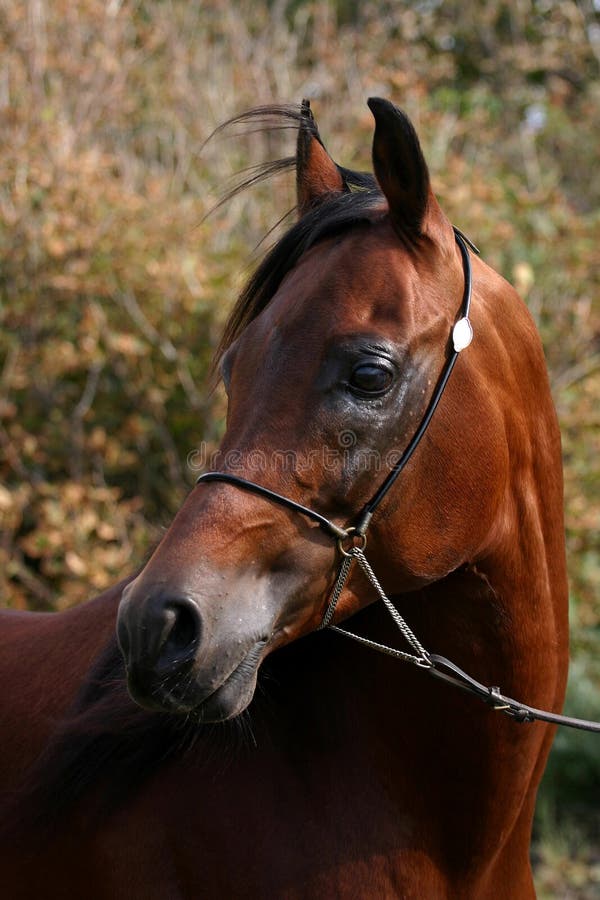 Mooie baaihengst stock fotografie Mooie baaihengst stock fotografie