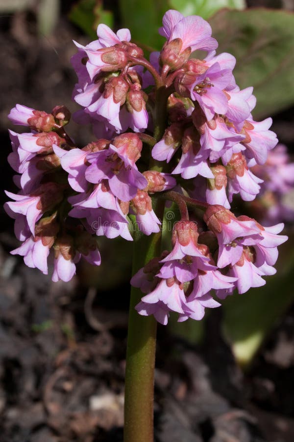 Mooie bergenia groeit in een de lentetuin Purpurea van Bergeniacordifolia royalty-vrije stock foto Mooie bergenia groeit in een de lentetuin Purpurea van Bergeniacordifolia royalty-vrije stock foto