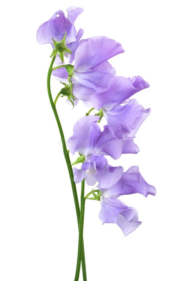 Mooie blauwe bloem stock fotografie Mooie blauwe bloem stock fotografie