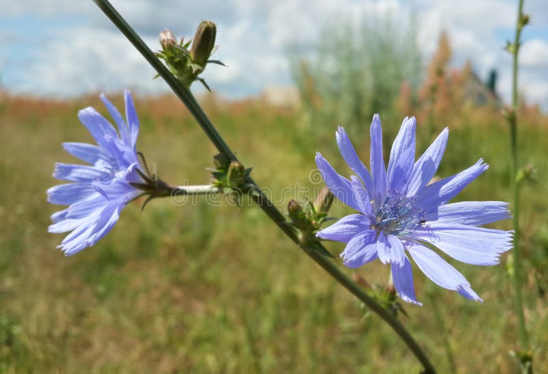 Mooie Blauwe Wildflowers stock fotografie Mooie Blauwe Wildflowers stock fotografie