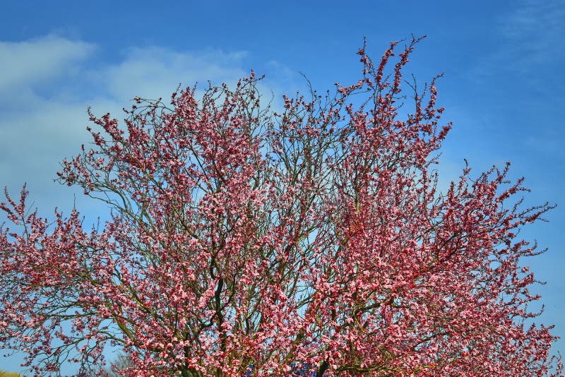 Mooie bloeiende pruimboom in de lentehoogtepunt van roze bloesems royalty-vrije stock fotografie Mooie bloeiende pruimboom in de lentehoogtepunt van roze bloesems royalty-vrije stock fotografie