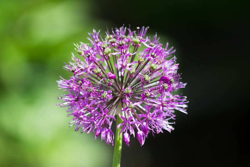 Mooie bloem in natuurlijk licht royalty-vrije stock foto Mooie bloem in natuurlijk licht royalty-vrije stock foto