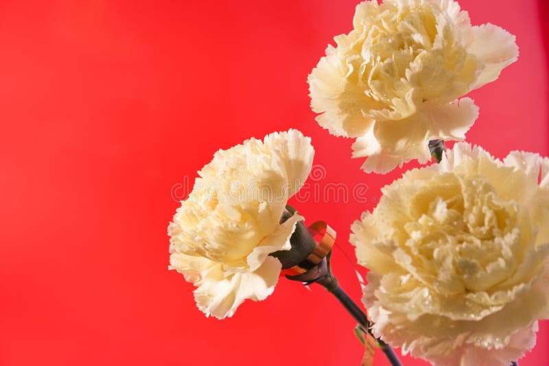 3 beautiful carnations placed in corner over red background. 3 beautiful carnations placed in corner over red background