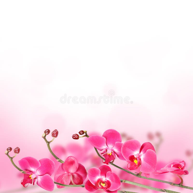 Mooie bloemen abstracte achtergrond, geïsoleerde orchideeën royalty-vrije stock foto's Mooie bloemen abstracte achtergrond, geïsoleerde orchideeën royalty-vrije stock foto's