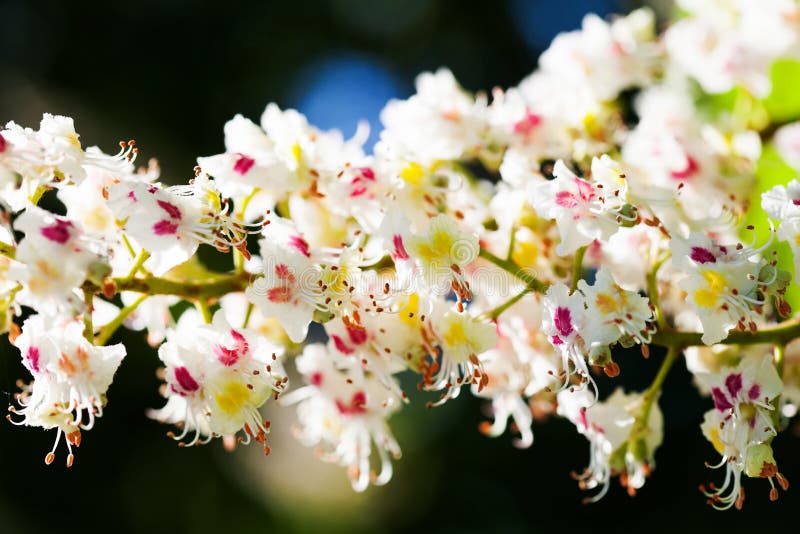 Mooie bloemen de lenteachtergrond De bloeiende tak van de kastanjeboom De macro sativa bloesem van Castanea van menings witte blo stock afbeeldingen Mooie bloemen de lenteachtergrond De bloeiende tak van de kastanjeboom De macro sativa bloesem van Castanea van menings witte blo stock afbeeldingen