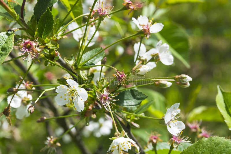 Mooie bloemen in de tuin met de lente bokeh achtergrond, aard openlucht royalty-vrije stock afbeelding Mooie bloemen in de tuin met de lente bokeh achtergrond, aard openlucht royalty-vrije stock afbeelding