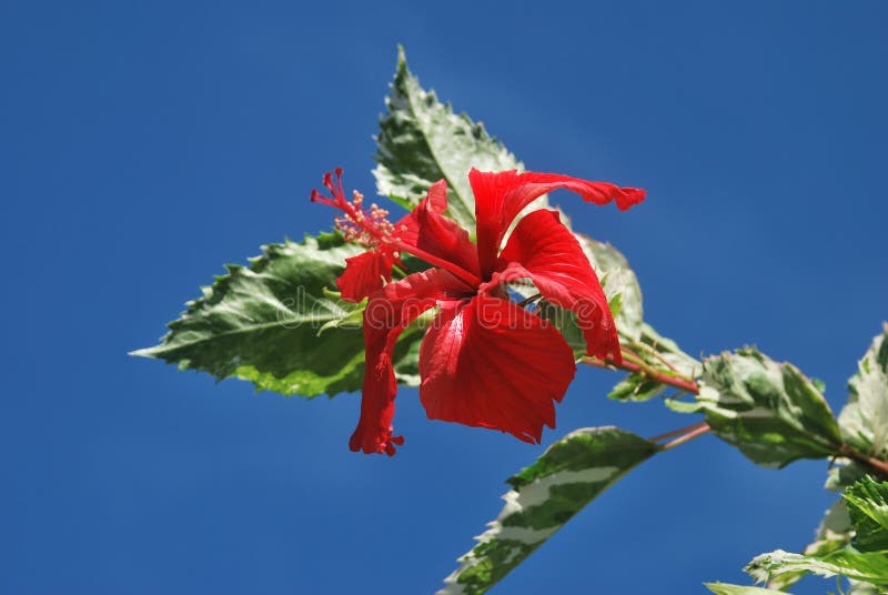 Mooie bloemen, die op een plattelandsgebied van †‹â€ ‹de Provincie van Panama worden gevangen stock afbeeldingen Mooie bloemen, die op een plattelandsgebied van †‹â€ ‹de Provincie van Panama worden gevangen stock afbeeldingen