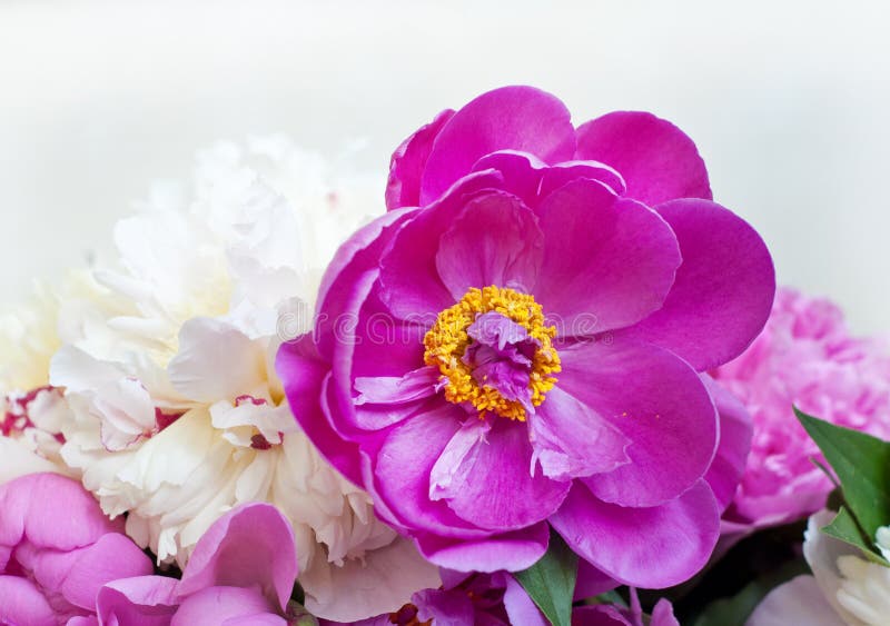 Mooie bloemen, pioenen Elegant boeket van heel wat pioenen van roze en rode kleuren dichte omhooggaand royalty-vrije stock afbeeldingen Mooie bloemen, pioenen Elegant boeket van heel wat pioenen van roze en rode kleuren dichte omhooggaand royalty-vrije stock afbeeldingen