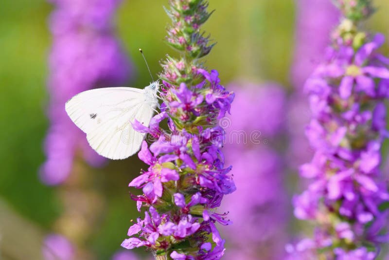 Mooie bloesembloemen met vlinder Aardscène met zon in Zonnige dag enkel Geregend De samenvatting vertroebelde kleurrijke backgrou royalty-vrije stock fotografie Mooie bloesembloemen met vlinder Aardscène met zon in Zonnige dag enkel Geregend De samenvatting vertroebelde kleurrijke backgrou royalty-vrije stock fotografie