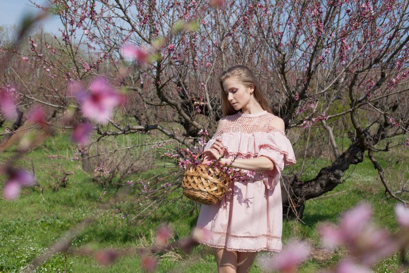 Mooie blondevrouw in een gebloeide Perziktuin in de lente met roze bloemen royalty-vrije stock foto's Mooie blondevrouw in een gebloeide Perziktuin in de lente met roze bloemen royalty-vrije stock foto's