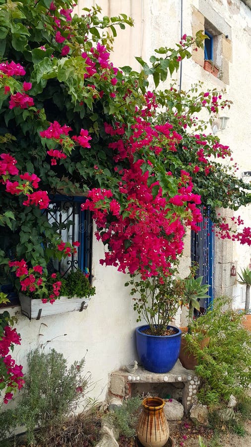 Beautiful bush of blooming bougainvillea and decoration in the garden at the entrance to the mediterranean style house, Catalonia, Spain. Beautiful bush of blooming bougainvillea and decoration in the garden at the entrance to the mediterranean style house, Catalonia, Spain