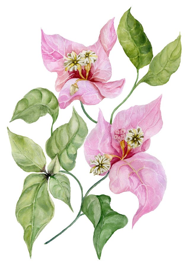 Mooie bougainvilleabloemen op een takje met groene bladeren Geïsoleerdj op witte achtergrond Het Schilderen van de waterverf royalty-vrije illustratie Mooie bougainvilleabloemen op een takje met groene bladeren Geïsoleerdj op witte achtergrond Het Schilderen van de waterverf royalty-vrije illustratie