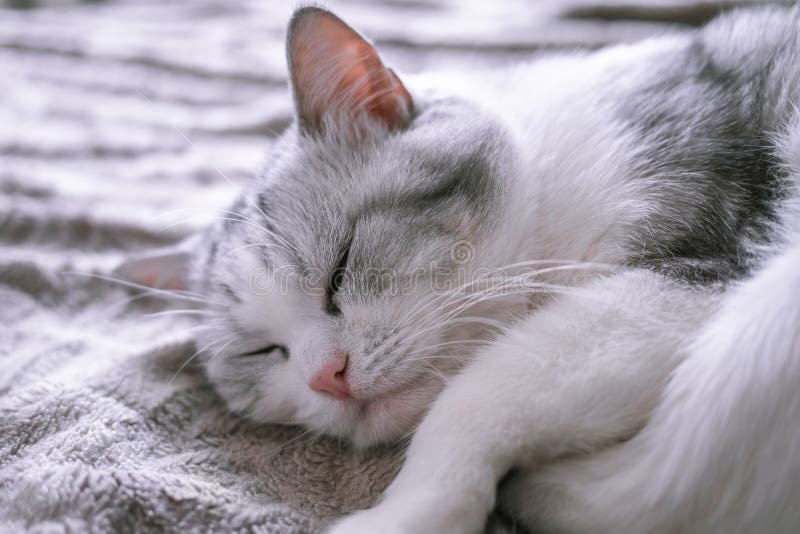 Mooie Britse kattenslaap in omhoog gekruld bed stock fotografie Mooie Britse kattenslaap in omhoog gekruld bed stock fotografie