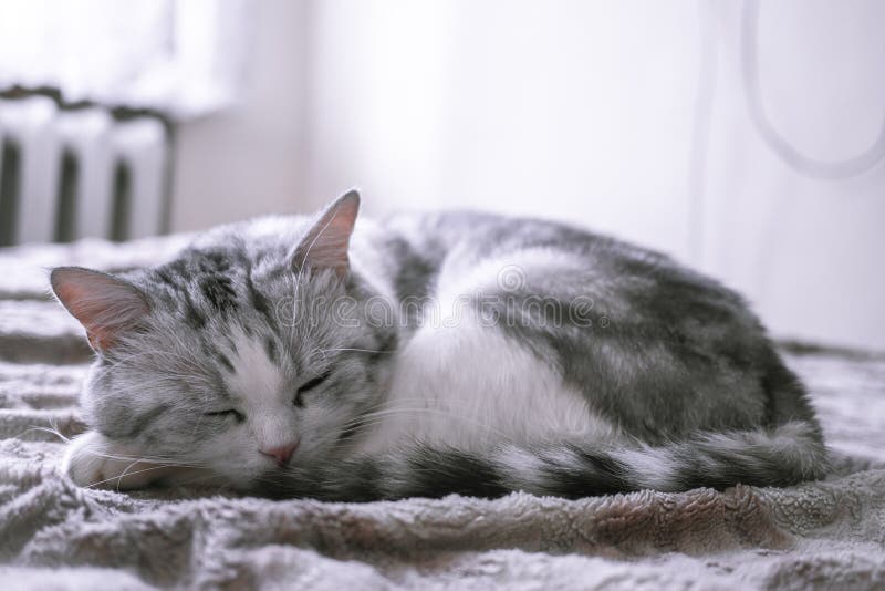 Mooie Britse kattenslaap in omhoog gekruld bed stock afbeeldingen Mooie Britse kattenslaap in omhoog gekruld bed stock afbeeldingen