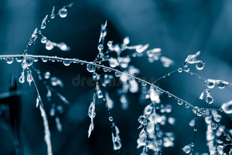 Beautiful closeup of a bent grass on a natural background after the rain with water droplets in blue monochrome tone. Shallow depth of field closeup macro photo. Beautiful closeup of a bent grass on a natural background after the rain with water droplets in blue monochrome tone. Shallow depth of field closeup macro photo.