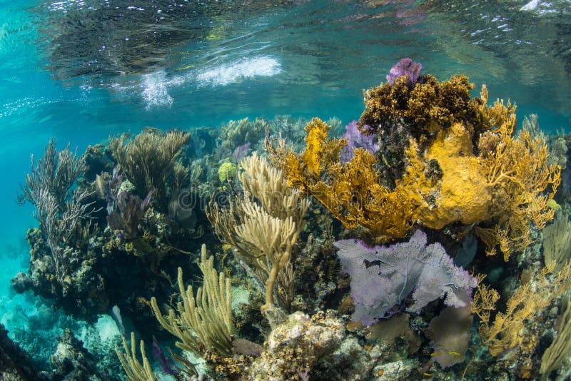 Mooie Coral Reef op Rand van Blauw Gat, Belize stock afbeeldingen Mooie Coral Reef op Rand van Blauw Gat, Belize stock afbeeldingen