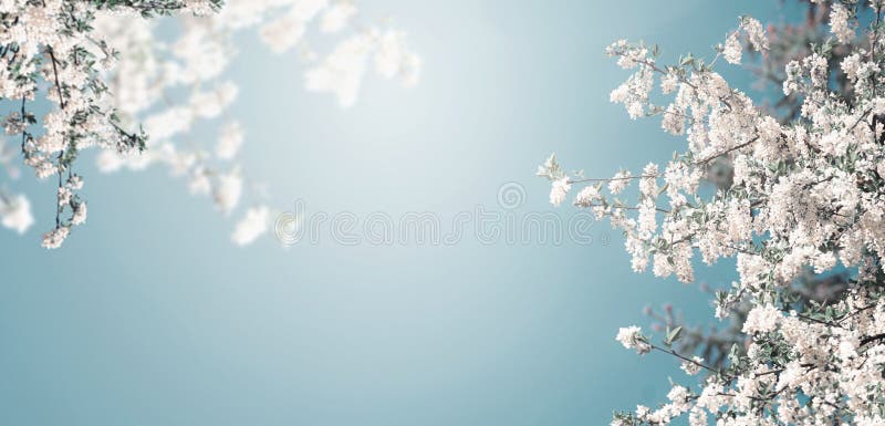 Mooie de aardachtergrond van de de lentebloesem met het witte bloeien van boom bij blauwe hemel met zonneschijn, banner
