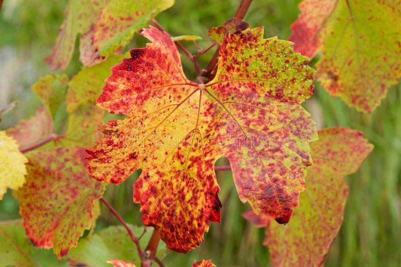 Mooie de herfstbladeren van wijngaarden stock fotografie Mooie de herfstbladeren van wijngaarden stock fotografie