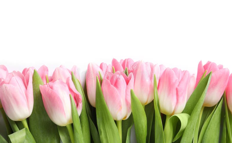 Mooie de lentetulpen op witte achtergrond, hoogste mening royalty-vrije stock fotografie Mooie de lentetulpen op witte achtergrond, hoogste mening royalty-vrije stock fotografie