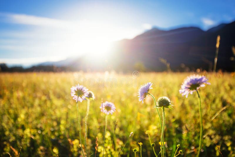 Mooie de lenteweide Zonnige duidelijke hemel met zonlicht in bergen Kleurrijk gebiedshoogtepunt van bloemen Grainau, Duitsland Mooie de lenteweide Zonnige duidelijke hemel met zonlicht in bergen Kleurrijk gebiedshoogtepunt van bloemen Grainau, Duitsland