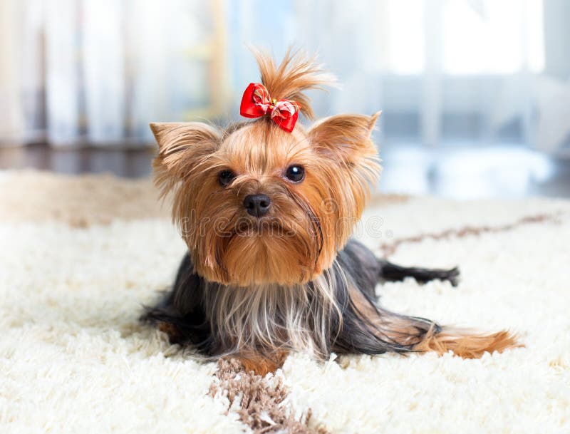Mooie Yorkshire terrier hond binnenshuis stock foto's