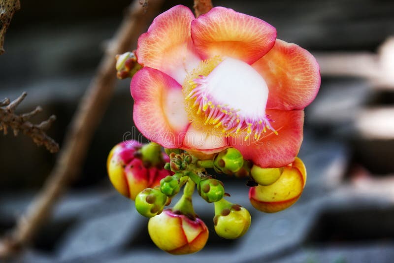 Mooie dichte omhooggaand van de bloem van de kanonskogelboom Couroupitaguianensis, door een verscheidenheid van algemene namen me royalty-vrije stock foto Mooie dichte omhooggaand van de bloem van de kanonskogelboom Couroupitaguianensis, door een verscheidenheid van algemene namen me royalty-vrije stock foto