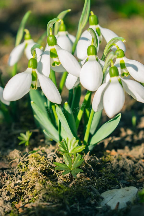 Mooie dichte omhooggaande de lentebloem stock afbeeldingen Mooie dichte omhooggaande de lentebloem stock afbeeldingen