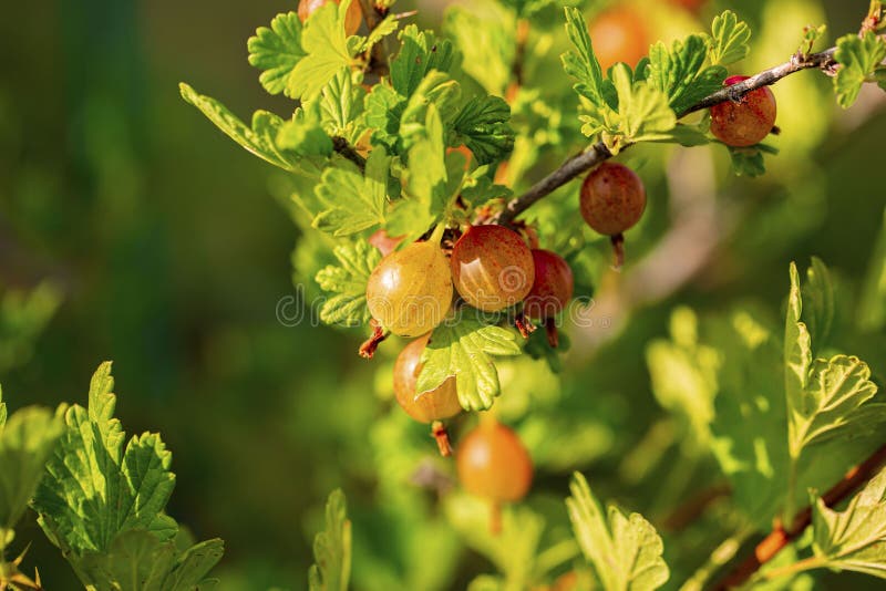 Mooie dichte omhooggaande geïsoleerde mening van groene kruisbes stock foto's Mooie dichte omhooggaande geïsoleerde mening van groene kruisbes stock foto's