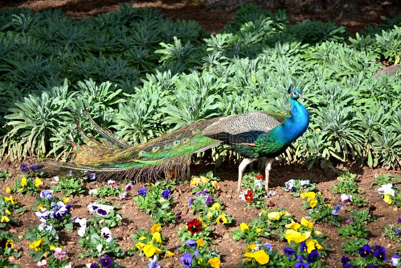 Mooie die Pauw met kleurrijke bloemen wordt omringd stock foto Mooie die Pauw met kleurrijke bloemen wordt omringd stock foto