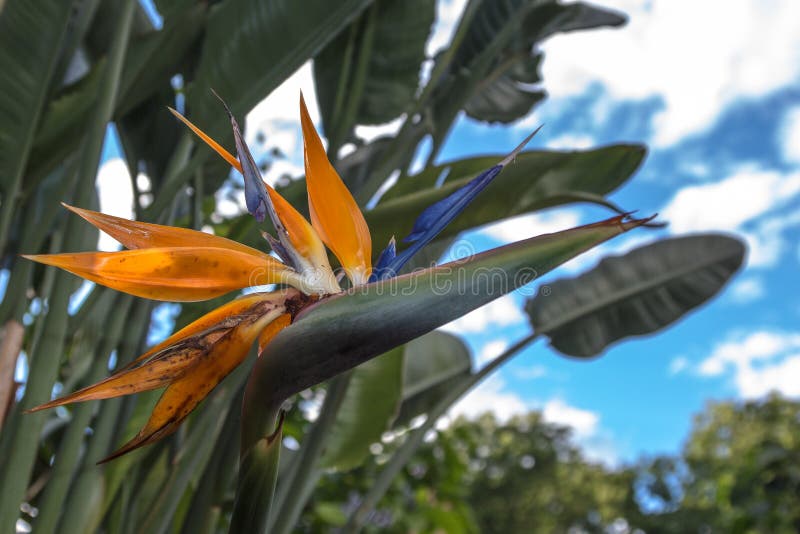 Mooie die Vogel van Paradise-reginae van bloemstrelitzia in groen wordt geïsoleerd stock fotografie Mooie die Vogel van Paradise-reginae van bloemstrelitzia in groen wordt geïsoleerd stock fotografie