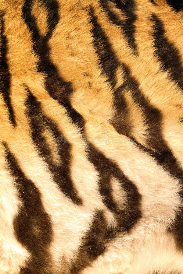De huid van de tijger stock foto. Image of zwart, strepen - 28045600