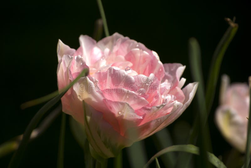 Mooie dubbele zachte roze tulpen op een groene natuurlijke achtergrond royalty-vrije stock foto's Mooie dubbele zachte roze tulpen op een groene natuurlijke achtergrond royalty-vrije stock foto's