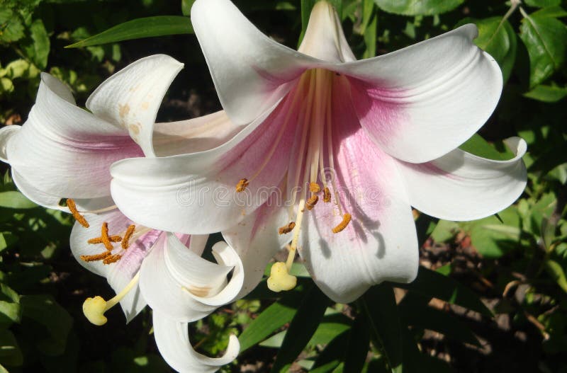 Mooie en gevoelige witte bloemen van lelie de tubulaire regale ongelooflijk stock fotografie Mooie en gevoelige witte bloemen van lelie de tubulaire regale ongelooflijk stock fotografie
