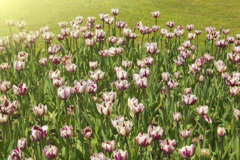 Mooie en romantische mening van gebied van tulpen bij zonsondergang stock fotografie Mooie en romantische mening van gebied van tulpen bij zonsondergang stock fotografie