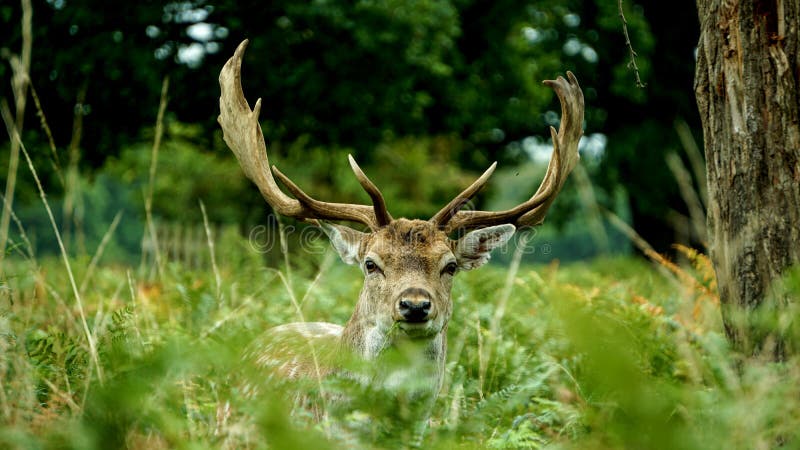 Mooie Engelse herten royalty-vrije stock foto Mooie Engelse herten royalty-vrije stock foto