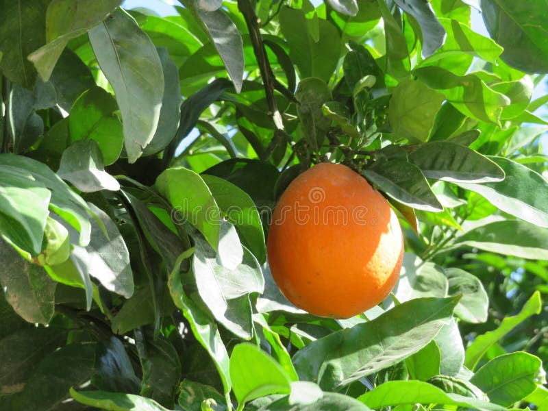 Mooie fruitboom van sinaasappelen van sappige vruchten stock afbeeldingen Mooie fruitboom van sinaasappelen van sappige vruchten stock afbeeldingen