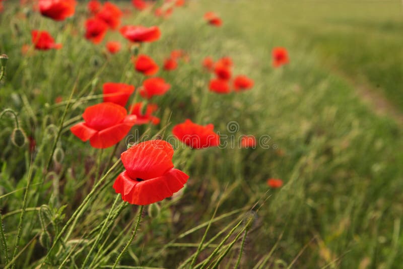 Mooie gebiedspapavers tegen groen gras stock afbeelding