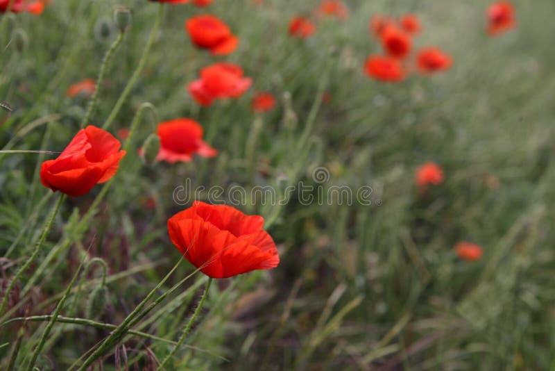 Mooie gebiedspapavers tegen groen gras royalty-vrije stock afbeelding
