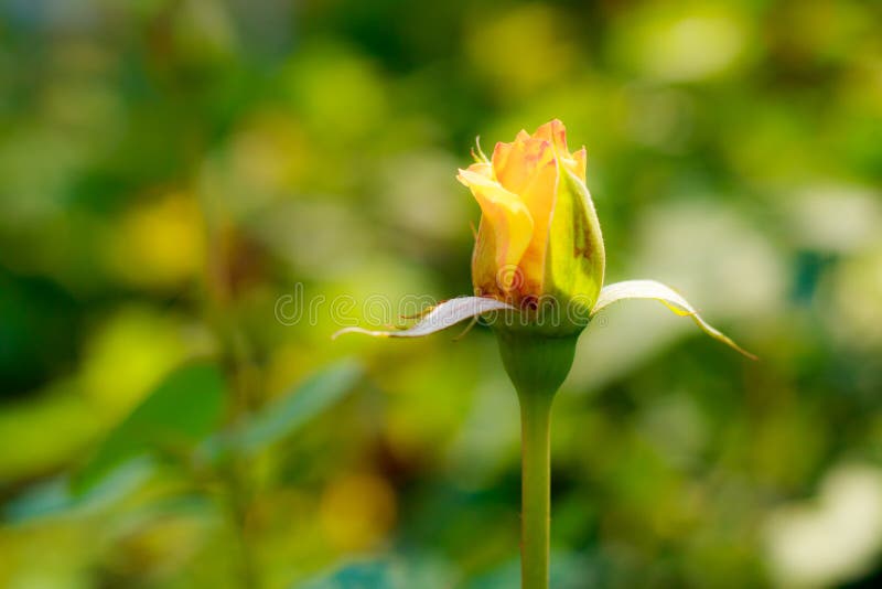 Prachtige gele roos stock afbeelding