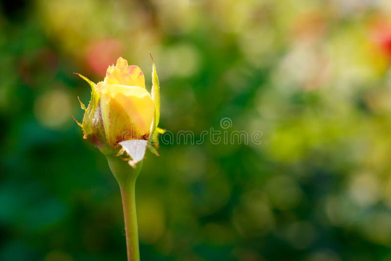 Mooie geel nam toe stock afbeelding