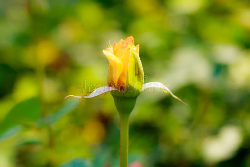 Mooie geel nam toe royalty-vrije stock foto