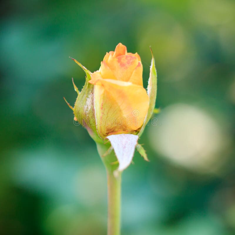 Mooie geel nam toe royalty-vrije stock foto's