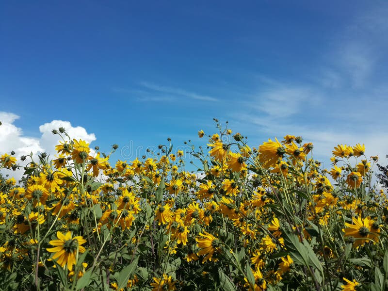 Mooie gele de artisjokbloemen van Jeruzalem en blauwe bewolkte hemel royalty-vrije stock afbeelding Mooie gele de artisjokbloemen van Jeruzalem en blauwe bewolkte hemel royalty-vrije stock afbeelding
