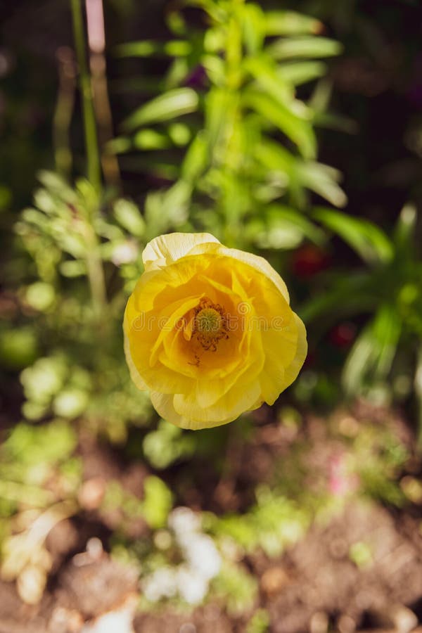 Mooie gele papaver op groene achtergrond stock afbeelding Mooie gele papaver op groene achtergrond stock afbeelding